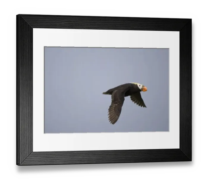 Framed Print : USA, Alaska, Katmai National Park, Tufted Puffin (Fratercula cirrhata) in flight Framed Print : USA, Alaska, Katmai National Park, Tufted Puffin (Fratercula cirrhata) in flight