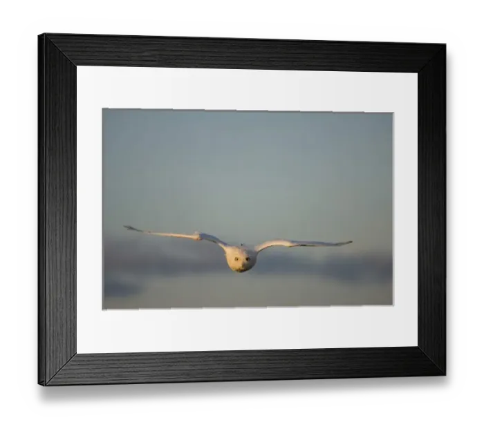 Framed Print : USA, North America, Alaska Framed Print : USA, North America, Alaska