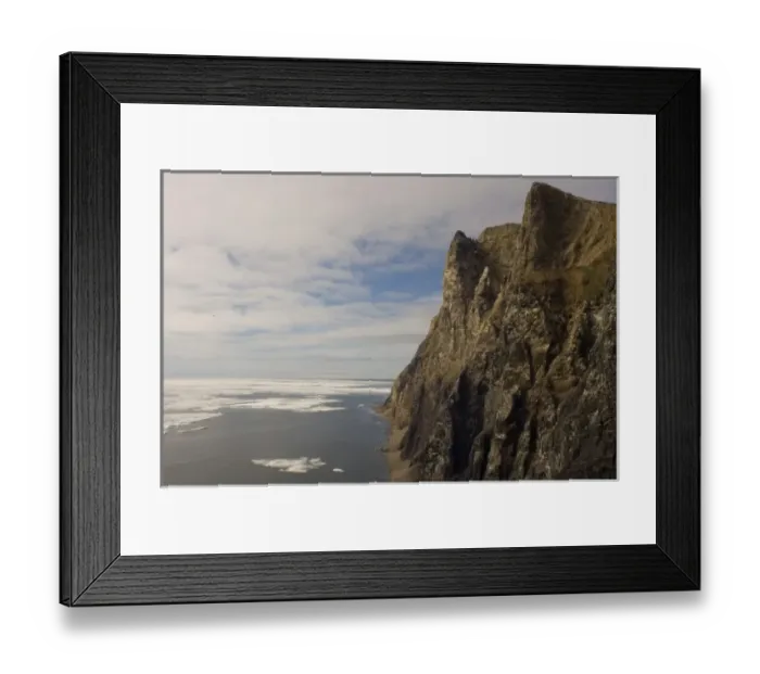 Framed Print : thick-billed murre, Uria lomvia, colony nesting on cliffs of Cape Thompson, along the Arctic coast Framed Print : thick-billed murre, Uria lomvia, colony nesting on cliffs of Cape Thompson, along the Arctic coast