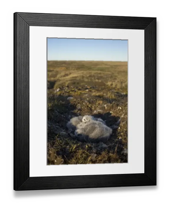 Framed Print : snowy owl, Nycttea scandiaca, chicks in their nest, National Petroleum Reserves, outside Barrow Framed Print : snowy owl, Nycttea scandiaca, chicks in their nest, National Petroleum Reserves, outside Barrow