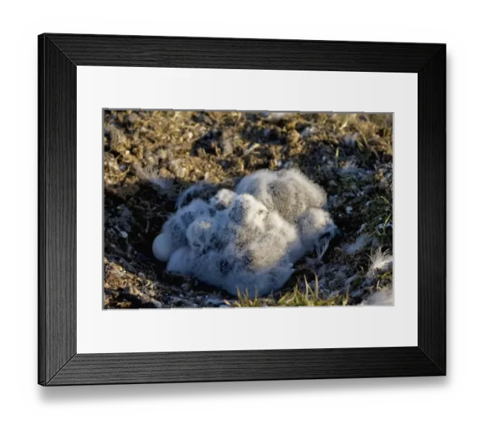 Framed Print : USA, North America, Alaska Framed Print : USA, North America, Alaska