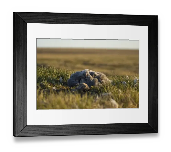 Framed Print : snowy owl, Nycttea scandiaca, chicks in their nest, National Petroleum Reserves, outside Barrow Framed Print : snowy owl, Nycttea scandiaca, chicks in their nest, National Petroleum Reserves, outside Barrow