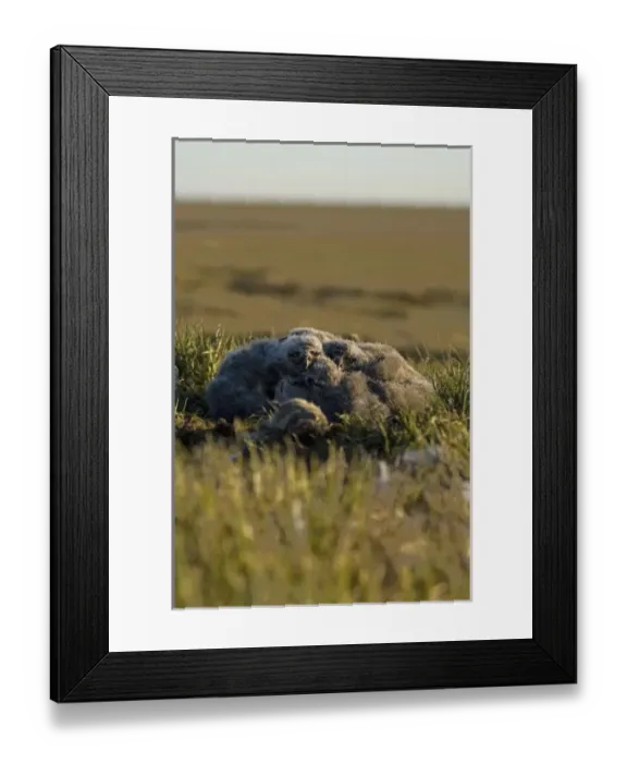Framed Print : snowy owl, Nycttea scandiaca, chicks in their nest, National Petroleum Reserves, outside Barrow Framed Print : snowy owl, Nycttea scandiaca, chicks in their nest, National Petroleum Reserves, outside Barrow