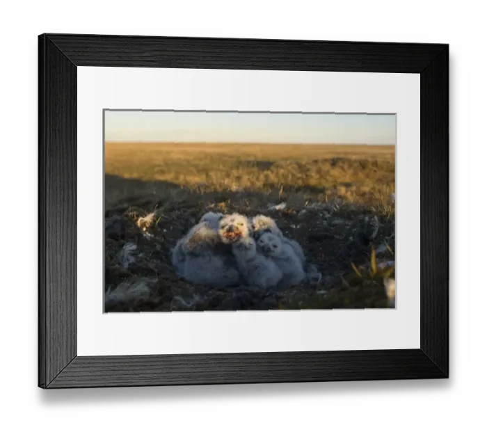 Framed Print : snowy owl, Nycttea scandiaca, chicks in their nest, National Petroleum Reserves, outside Barrow Framed Print : snowy owl, Nycttea scandiaca, chicks in their nest, National Petroleum Reserves, outside Barrow