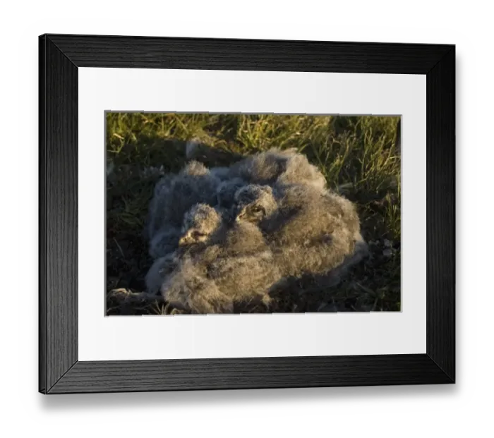 Framed Print : USA, North America, Alaska Framed Print : USA, North America, Alaska