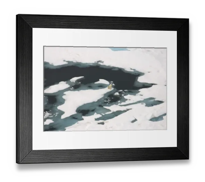 Framed Print : polar bear, Ursus maritimus, sow with cub walking on multi-layer ice on the Chuckchi Sea