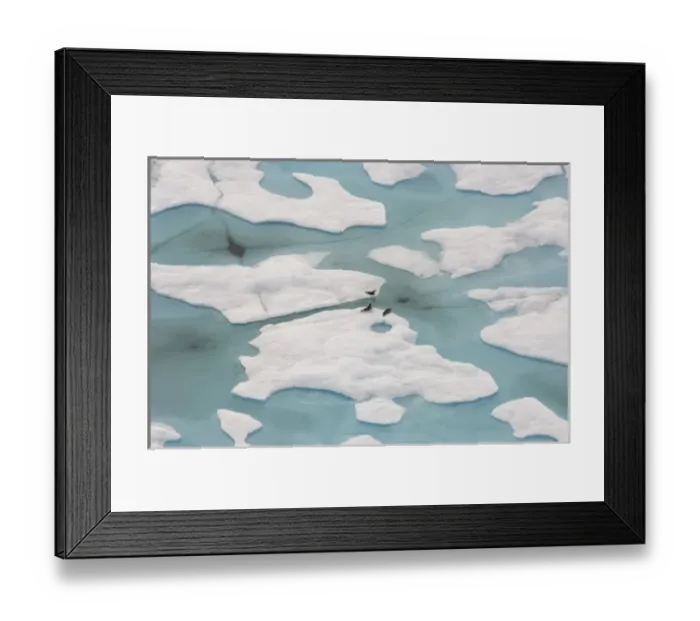 Framed Print : Ringed seals, Phoca hispida, on multi-layer ice with exit hole underneath to ocean