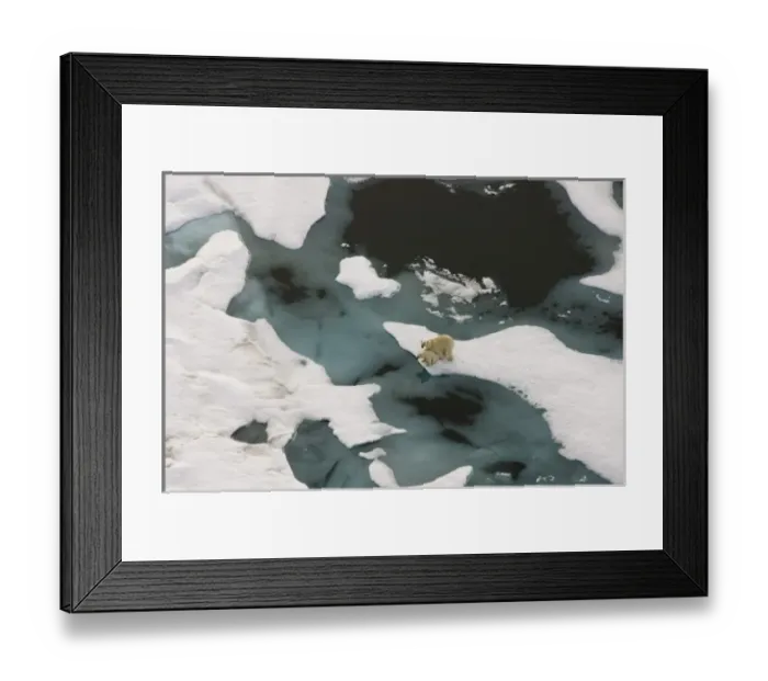Framed Print : polar bear, Ursus maritimus, sow with cub walking on multi-layer ice (freshwater Framed Print : polar bear, Ursus maritimus, sow with cub walking on multi-layer ice (freshwater