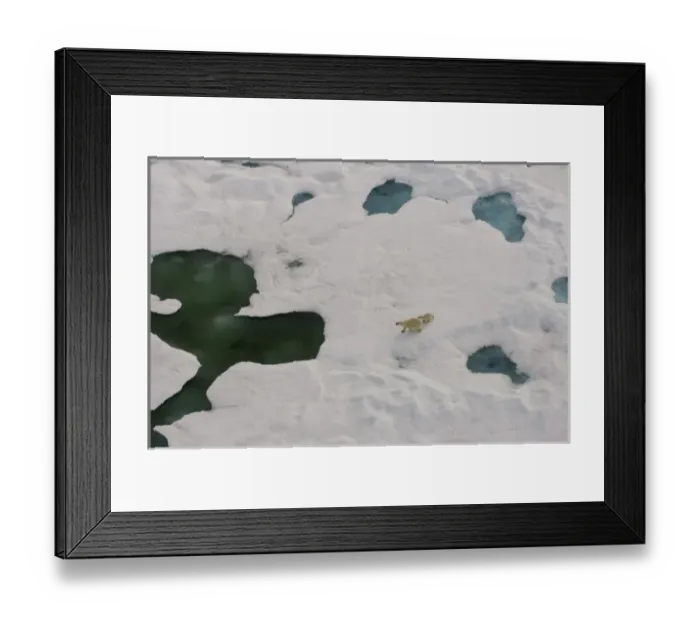 Framed Print : polar bear, Ursus maritimus, sow with cub walking on multi-layer ice on the Chuckchi Sea Framed Print : polar bear, Ursus maritimus, sow with cub walking on multi-layer ice on the Chuckchi Sea