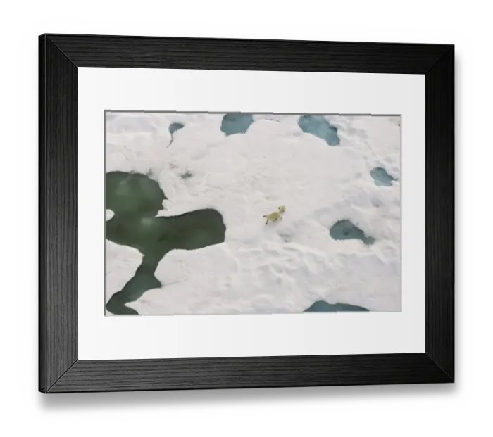 Framed Print : polar bear, Ursus maritimus, sow with cub walking on multi-layer ice on the Chuckchi Sea Framed Print : polar bear, Ursus maritimus, sow with cub walking on multi-layer ice on the Chuckchi Sea