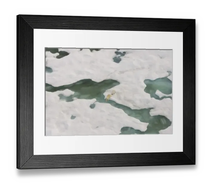Framed Print : polar bear, Ursus maritimus, sow with cub walking on multi-layer ice on the Chuckchi Sea Framed Print : polar bear, Ursus maritimus, sow with cub walking on multi-layer ice on the Chuckchi Sea