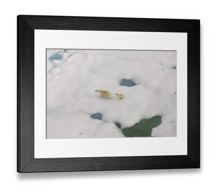 Framed Print : polar bear, Ursus maritimus, sow with cub walking on multi-layer ice on the Chuckchi Sea Framed Print : polar bear, Ursus maritimus, sow with cub walking on multi-layer ice on the Chuckchi Sea