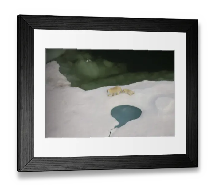 Framed Print : polar bear, Ursus maritimus, sow with cub walking on multi-layer ice on the Chuckchi Sea