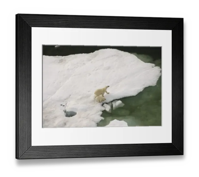 Framed Print : polar bear, Ursus maritimus, sow with cub walking on multi-layer ice on the Chuckchi Sea Framed Print : polar bear, Ursus maritimus, sow with cub walking on multi-layer ice on the Chuckchi Sea