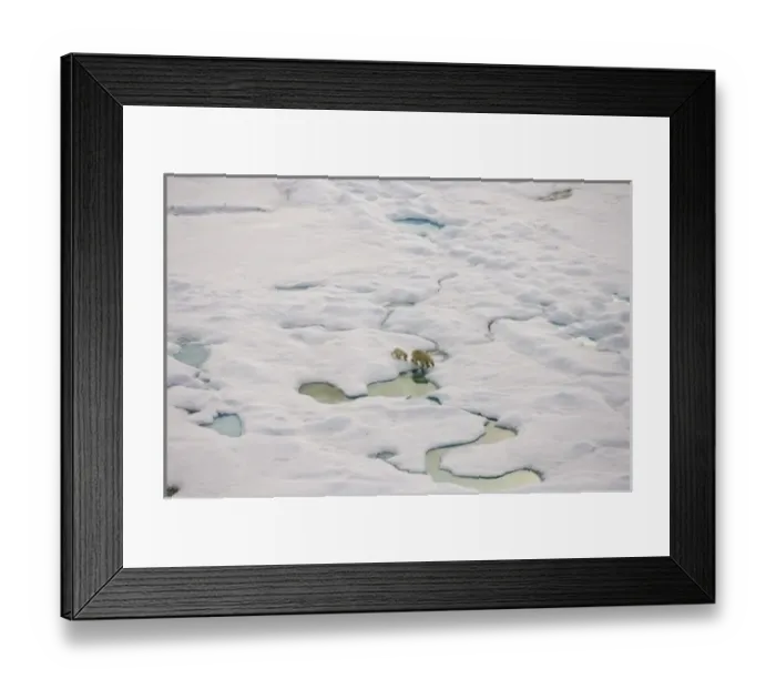 Framed Print : polar bear, Ursus maritimus, sow with cub walking on multi-layer ice on the Chuckchi Sea Framed Print : polar bear, Ursus maritimus, sow with cub walking on multi-layer ice on the Chuckchi Sea