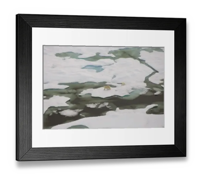 Framed Print : polar bear, Ursus maritimus, sow with cub walking on multi-layer ice on the Chuckchi Sea Framed Print : polar bear, Ursus maritimus, sow with cub walking on multi-layer ice on the Chuckchi Sea