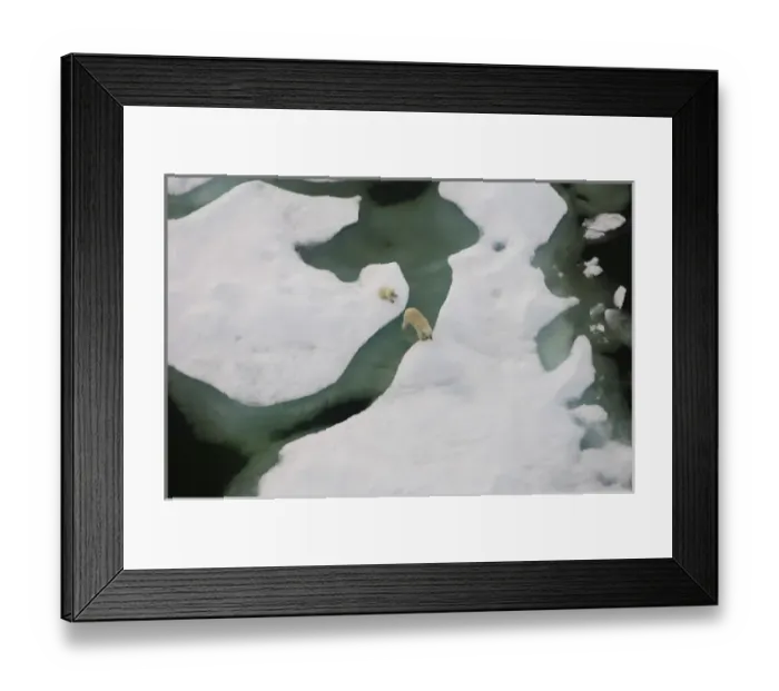 Framed Print : polar bear, Ursus maritimus, sow with cub walking on multi-layer ice on the Chuckchi Sea Framed Print : polar bear, Ursus maritimus, sow with cub walking on multi-layer ice on the Chuckchi Sea