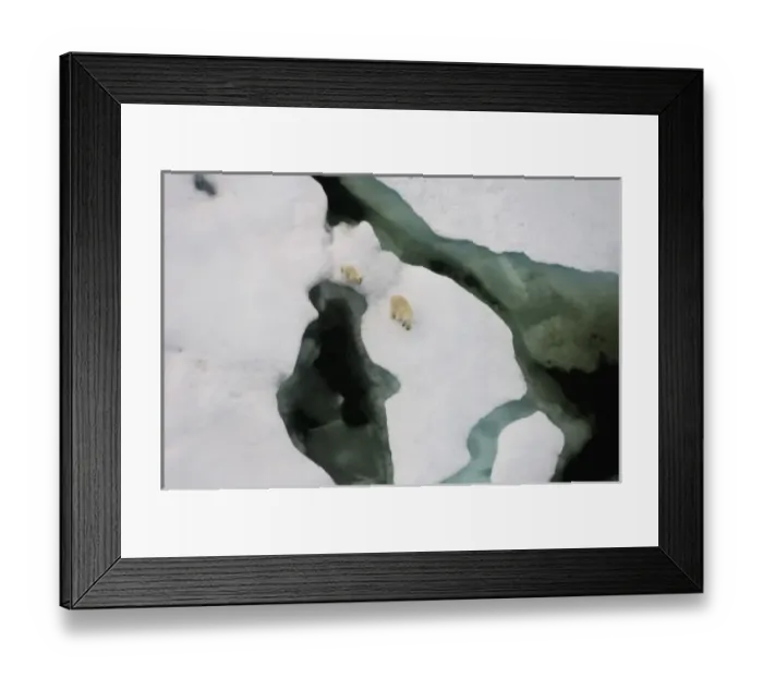 Framed Print : polar bear, Ursus maritimus, sow with cub walking on multi-layer ice on the Chuckchi Sea Framed Print : polar bear, Ursus maritimus, sow with cub walking on multi-layer ice on the Chuckchi Sea