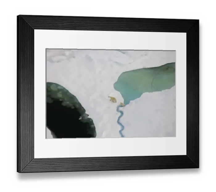 Framed Print : polar bear, Ursus maritimus, sow with cub walking on multi-layer ice on the Chuckchi Sea