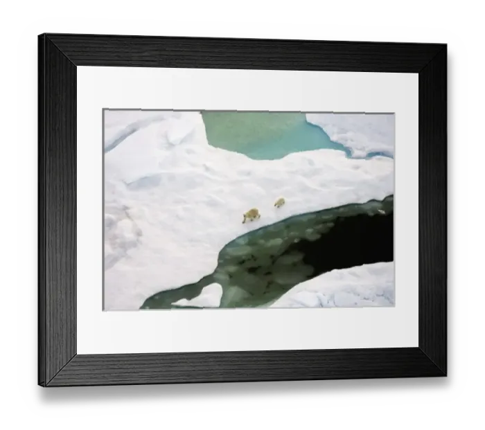 Framed Print : polar bear, Ursus maritimus, sow with cub walking on multi-layer ice on the Chuckchi Sea