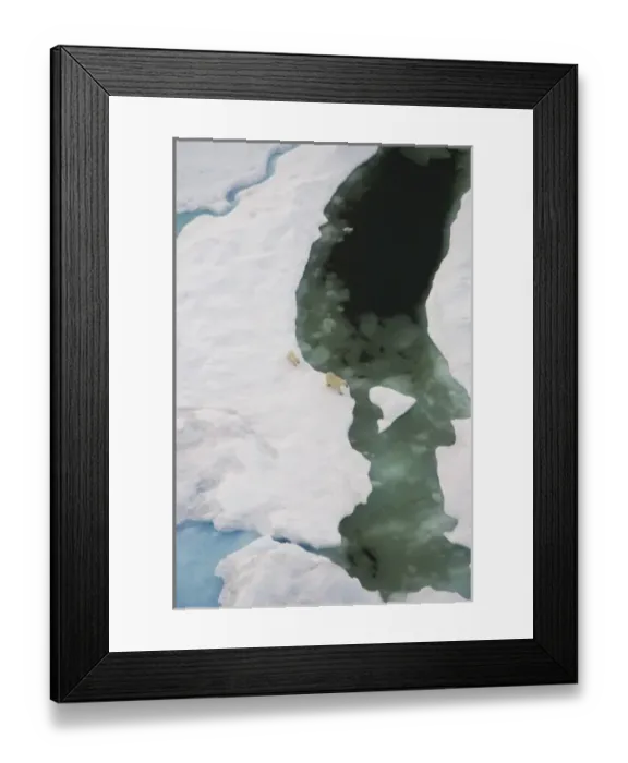 Framed Print : polar bear, Ursus maritimus, sow with cub walking on multi-layer ice on the Chuckchi Sea Framed Print : polar bear, Ursus maritimus, sow with cub walking on multi-layer ice on the Chuckchi Sea
