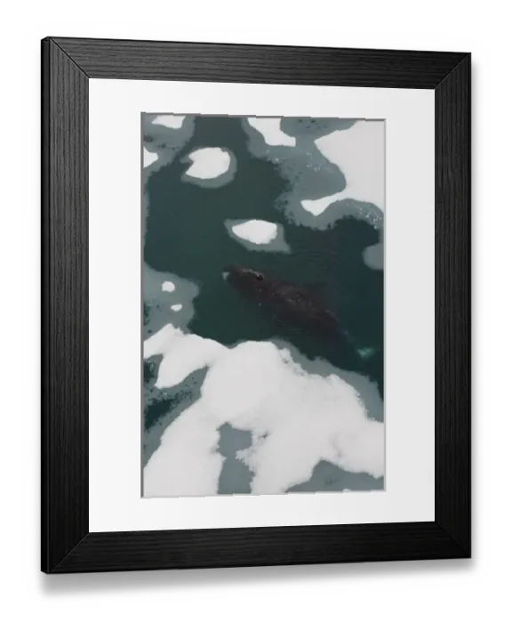 Framed Print : bowhead whale, Balaena mysticetus, swimming amidst multi-layer ice, Chuckchi Sea Framed Print : bowhead whale, Balaena mysticetus, swimming amidst multi-layer ice, Chuckchi Sea