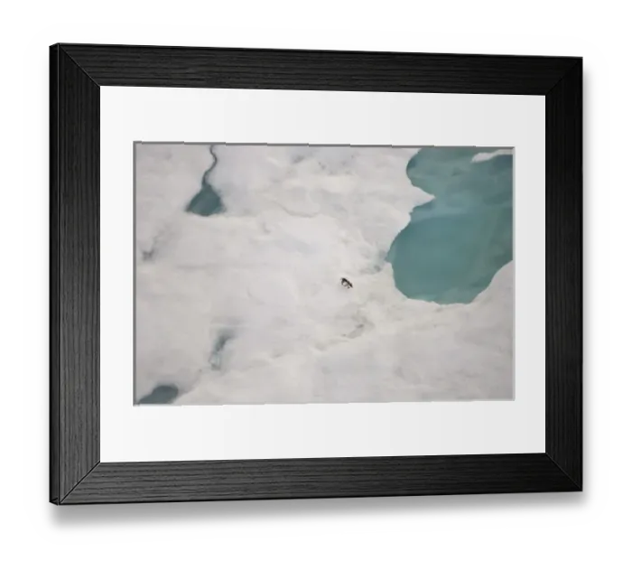 Framed Print : arctic fox, Alopex lagopus, on multi-layer ice on the Beaufort Sea, off the National Framed Print : arctic fox, Alopex lagopus, on multi-layer ice on the Beaufort Sea, off the National