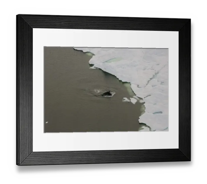 Framed Print : bowhead whale, Balaena mysticetus, swimming in the Chuckchi Sea, off shore from Point Barrow