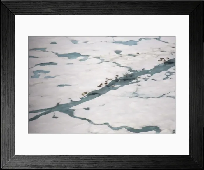 Framed Print : ringed seals, Phoca hispida, on multi-layer ice with exit holes underneath to ocean Framed Print : ringed seals, Phoca hispida, on multi-layer ice with exit holes underneath to ocean