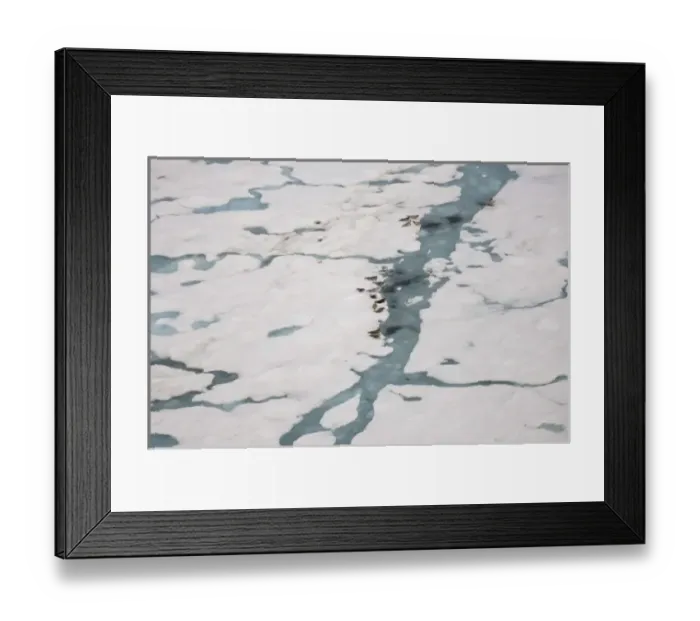 Framed Print : ringed seals, Phoca hispida, on multi-layer ice with exit holes underneath to ocean Framed Print : ringed seals, Phoca hispida, on multi-layer ice with exit holes underneath to ocean