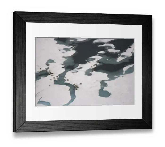 Framed Print : ringed seals, Phoca hispida, on multi-layer ice, Chuckchi Sea, 20 miles offshore from Point Barrow Framed Print : ringed seals, Phoca hispida, on multi-layer ice, Chuckchi Sea, 20 miles offshore from Point Barrow
