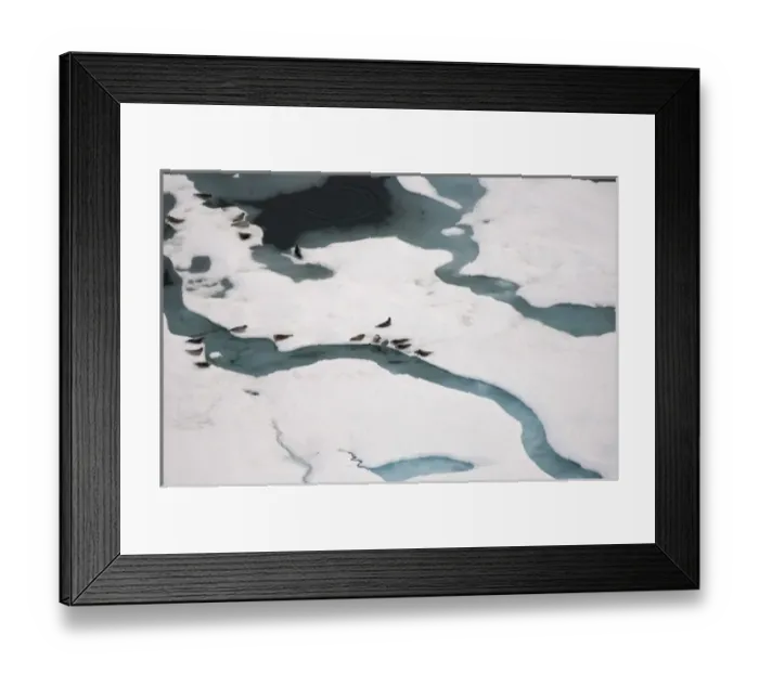 Framed Print : Ringed seals, Phoca hispida, on multi-layer ice with exit hole underneath to ocean