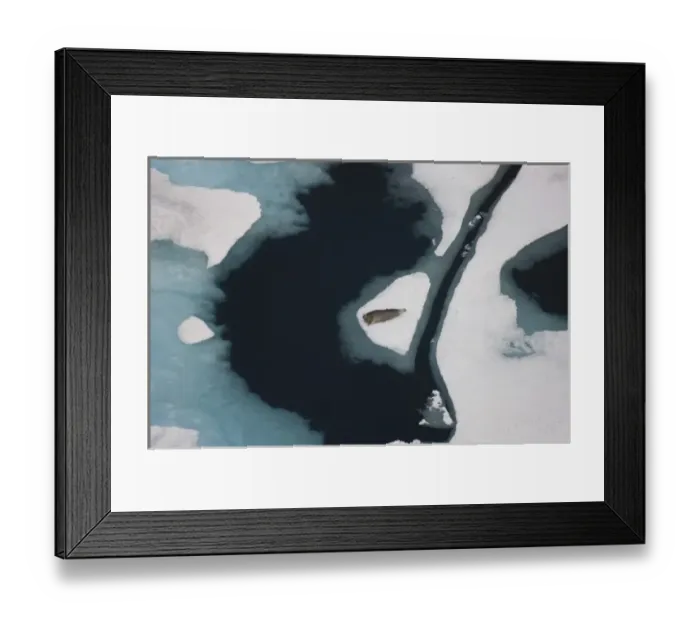 Framed Print : bearded seal, Erignathus barbatus, resting on multi-layer ice, Chuckchi Sea, offshore Framed Print : bearded seal, Erignathus barbatus, resting on multi-layer ice, Chuckchi Sea, offshore