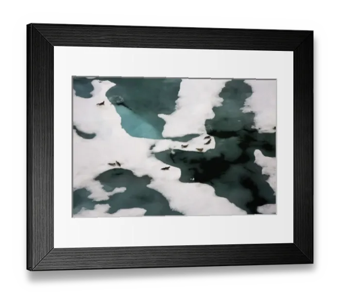 Framed Print : ringed seals, Phoca hispida, on multi-layer ice, Chuckchi Sea, 20 miles offshore from Point Barrow Framed Print : ringed seals, Phoca hispida, on multi-layer ice, Chuckchi Sea, 20 miles offshore from Point Barrow