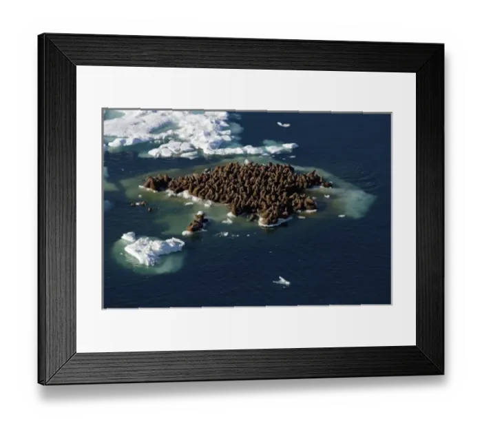 Framed Print : walrus, Odobenus rosmarus, herds resting on and swimming around chunks of pack ice Framed Print : walrus, Odobenus rosmarus, herds resting on and swimming around chunks of pack ice