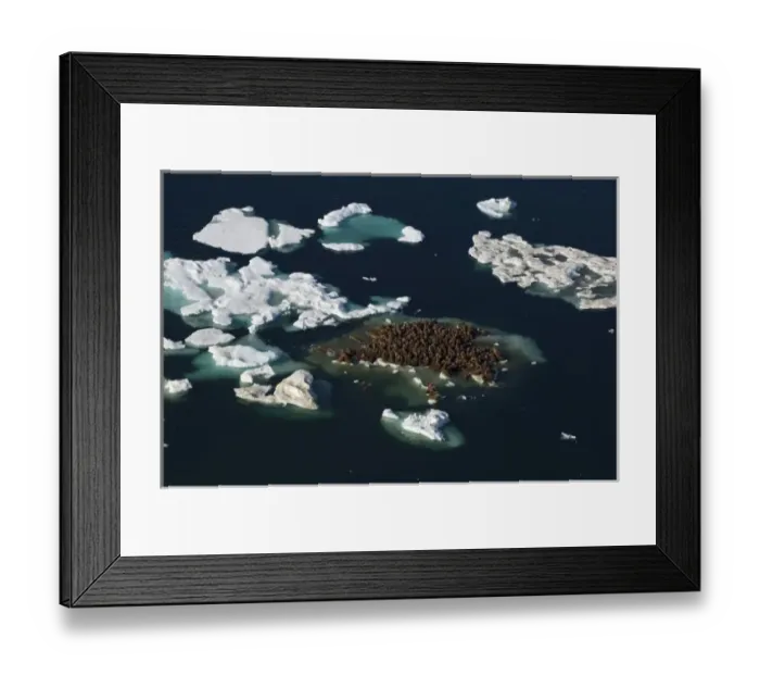 Framed Print : walrus, Odobenus rosmarus, herds resting on and swimming around chunks of pack ice