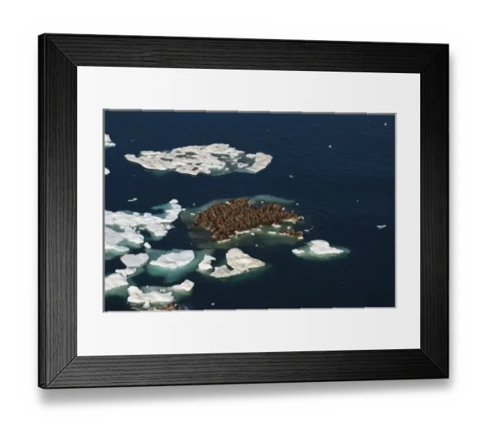 Framed Print : walrus, Odobenus rosmarus, herds resting on and swimming around chunks of pack ice Framed Print : walrus, Odobenus rosmarus, herds resting on and swimming around chunks of pack ice