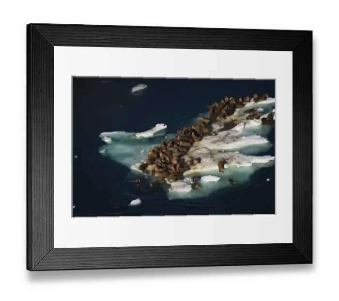 Framed Print : walrus, Odobenus rosmarus, herds resting on and swimming around chunks of pack ice Framed Print : walrus, Odobenus rosmarus, herds resting on and swimming around chunks of pack ice