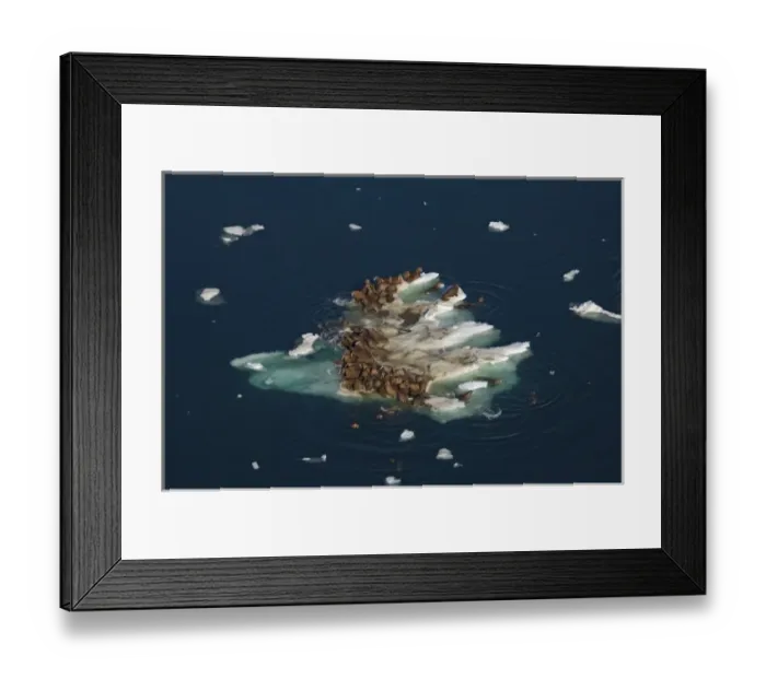 Framed Print : walrus, Odobenus rosmarus, herds resting on and swimming around chunks of pack ice Framed Print : walrus, Odobenus rosmarus, herds resting on and swimming around chunks of pack ice