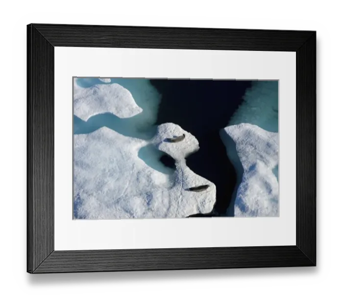 Framed Print : bearded seals, Erignathus barbatus, pair resting on multi-layer ice, Chuckchi Sea Framed Print : bearded seals, Erignathus barbatus, pair resting on multi-layer ice, Chuckchi Sea