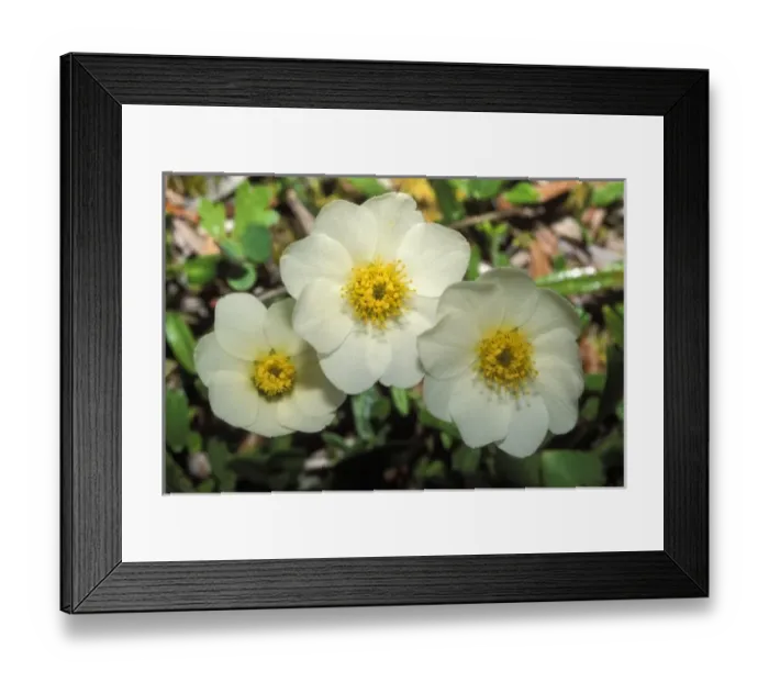 Framed Print : USA, North America, Alaska Framed Print : USA, North America, Alaska