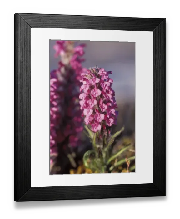 Framed Print : wooley lousewort, Pedicularis lanata, in bloom along the North Slopes of the Brooks Range Framed Print : wooley lousewort, Pedicularis lanata, in bloom along the North Slopes of the Brooks Range