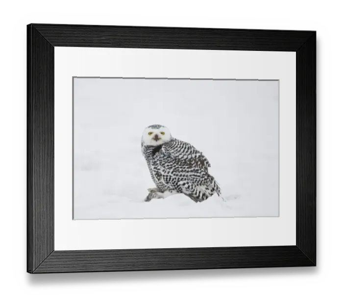 Framed Print : USA, Alaska, 1002 Coastal Plain of the ANWR. A juvenile snowy owl (Nycttea scandiaca) Framed Print : USA, Alaska, 1002 Coastal Plain of the ANWR. A juvenile snowy owl (Nycttea scandiaca)