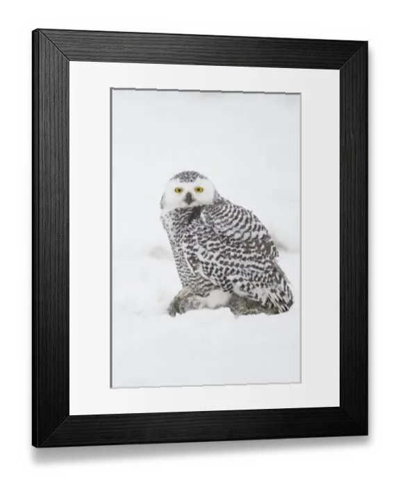 Framed Print : USA, Alaska, 1002 Coastal Plain of the ANWR. A juvenile snowy owl (Nycttea scandiaca) Framed Print : USA, Alaska, 1002 Coastal Plain of the ANWR. A juvenile snowy owl (Nycttea scandiaca)