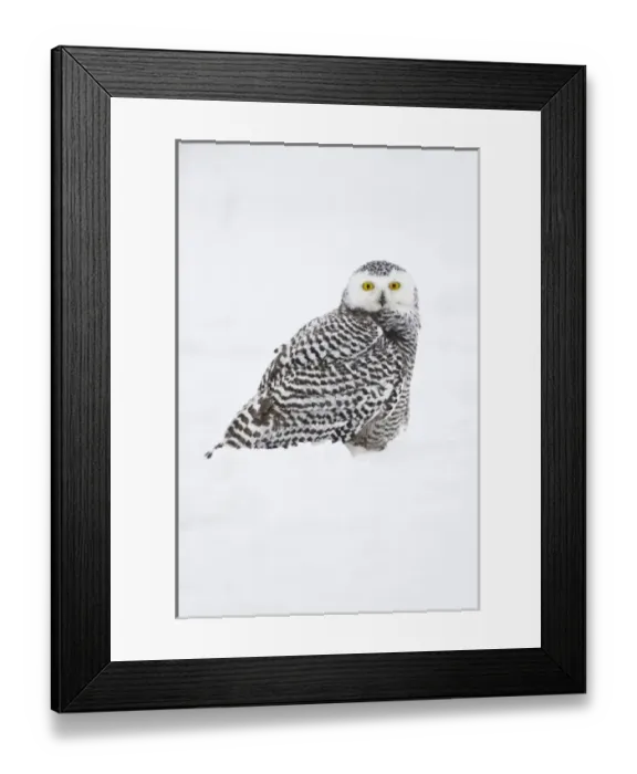 Framed Print : USA, Alaska, 1002 Coastal Plain of the Arctic National Wildlife Refuge. Juvenile snowy owl Framed Print : USA, Alaska, 1002 Coastal Plain of the Arctic National Wildlife Refuge. Juvenile snowy owl