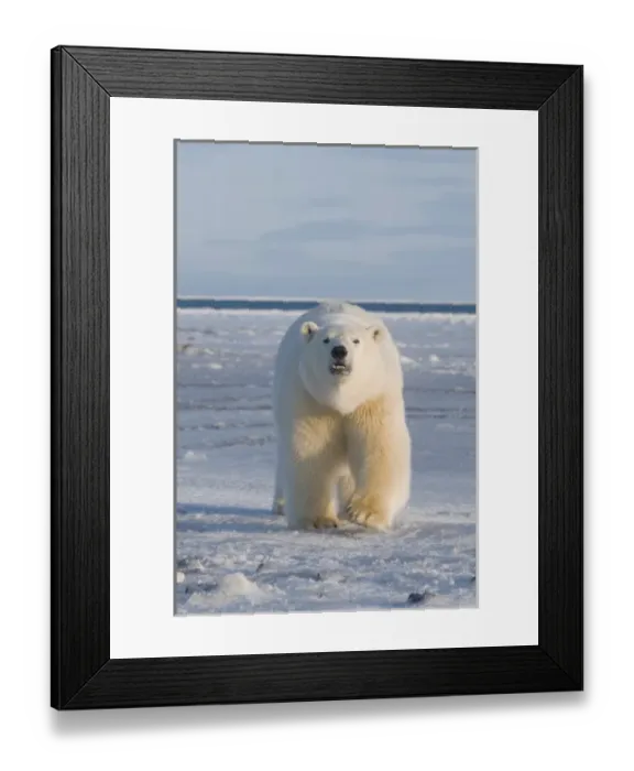 Framed Print : USA, Alaska, 1002 Coastal Plain of the ANWR, Barter Island, Kaktovik. A tagged 300-400 lb