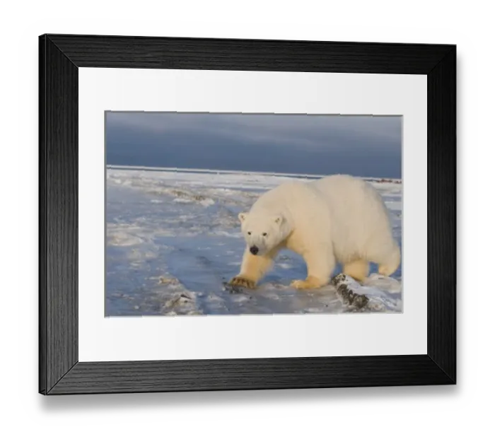 Framed Print : USA, Alaska, 1002 Coastal Plain of the ANWR, Barter Island, Kaktovik. A tagged 300-400 lb Framed Print : USA, Alaska, 1002 Coastal Plain of the ANWR, Barter Island, Kaktovik. A tagged 300-400 lb
