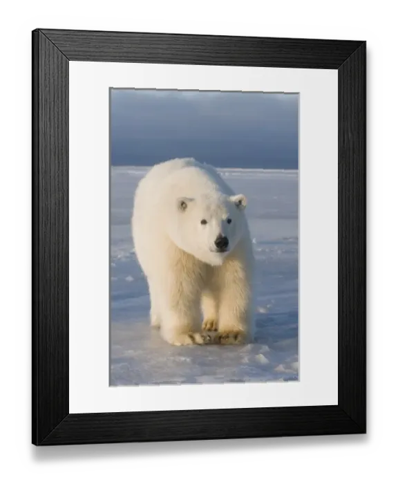 Framed Print : USA, Alaska, 1002 Coastal Plain of the ANWR, Barter Island, Kaktovik. A curious tagged 300-400 lb