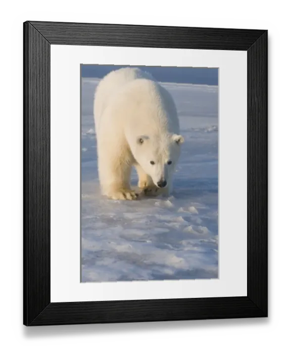 Framed Print : USA, Alaska, 1002 Coastal Plain of the ANWR, Barter Island, Kaktovik. A curious tagged 300-400 lb