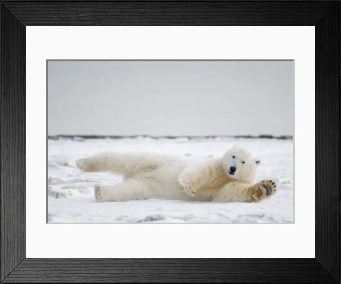Framed Print : USA, Alaska, 1002 Coastal Plain of the ANWR, Barter Island, Kaktovik. An adult polar bear